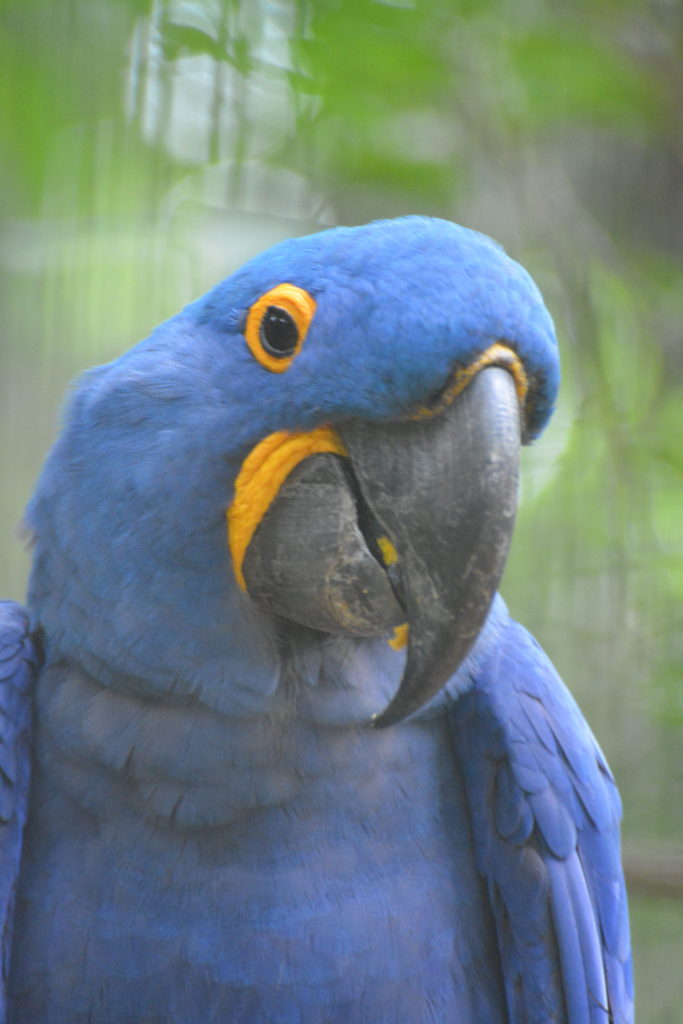 Hyacinth Macaw, Parque das Aves, Iguaçu Falls