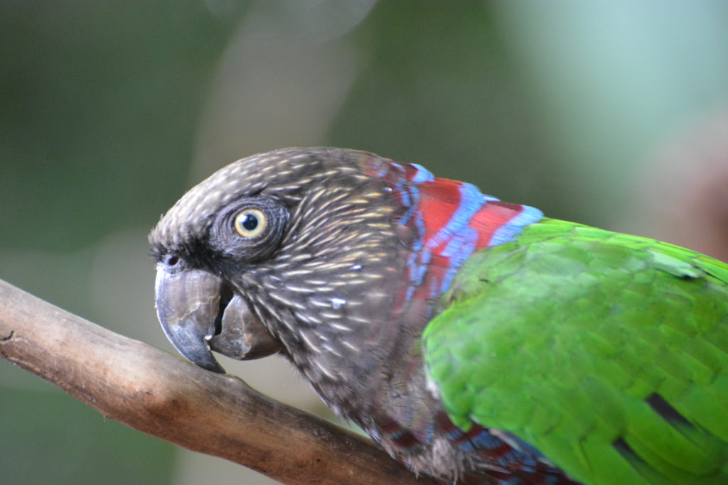 Parrot, Parques das Aves, Iguaçu