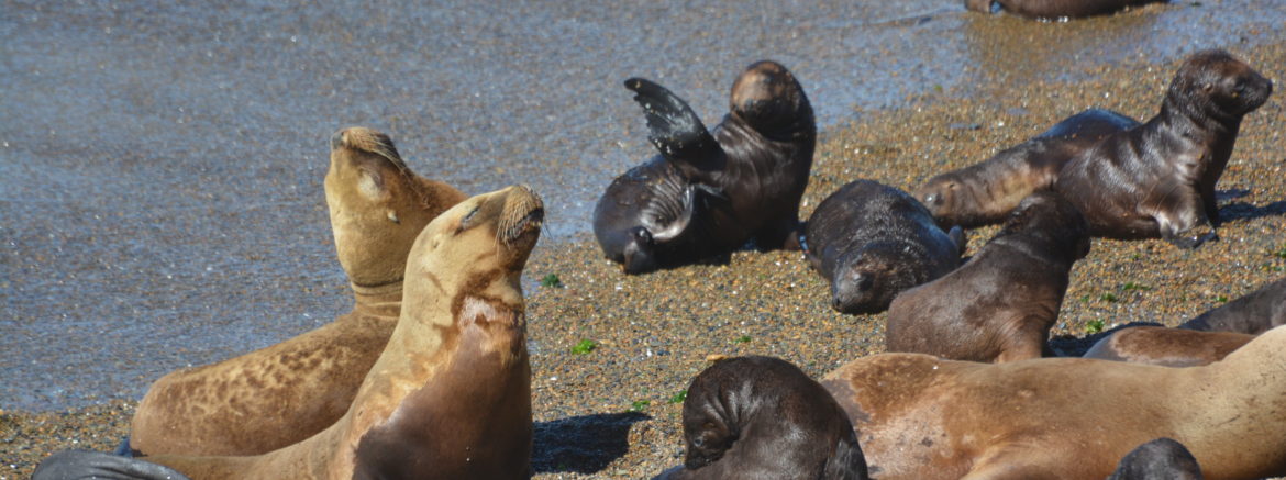 Elephant Seals, Península Valdes, Argentina