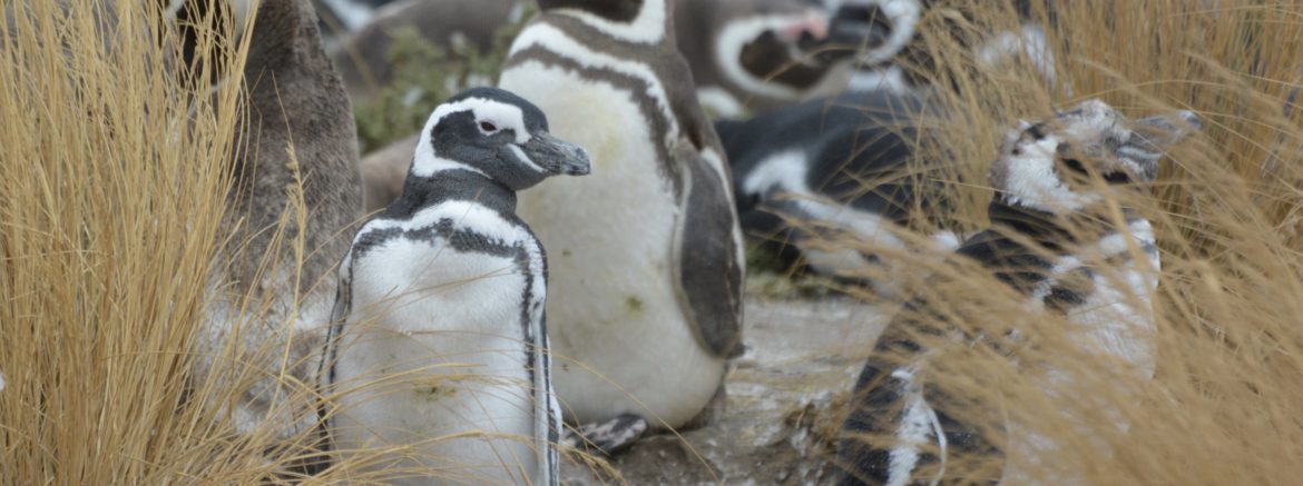 Magellanic Penguins, Camarones, Patagonia, Argentina