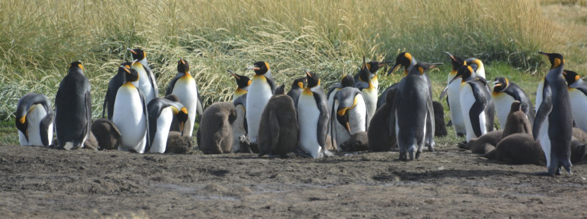 King Penguins, Reserva Natural Pingüino Rey, Tierra Del Fuego, Chile