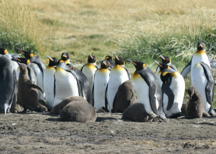 King Penguins, Reserva Natural Pingüino Rey, Tierra Del Fuego, Chile