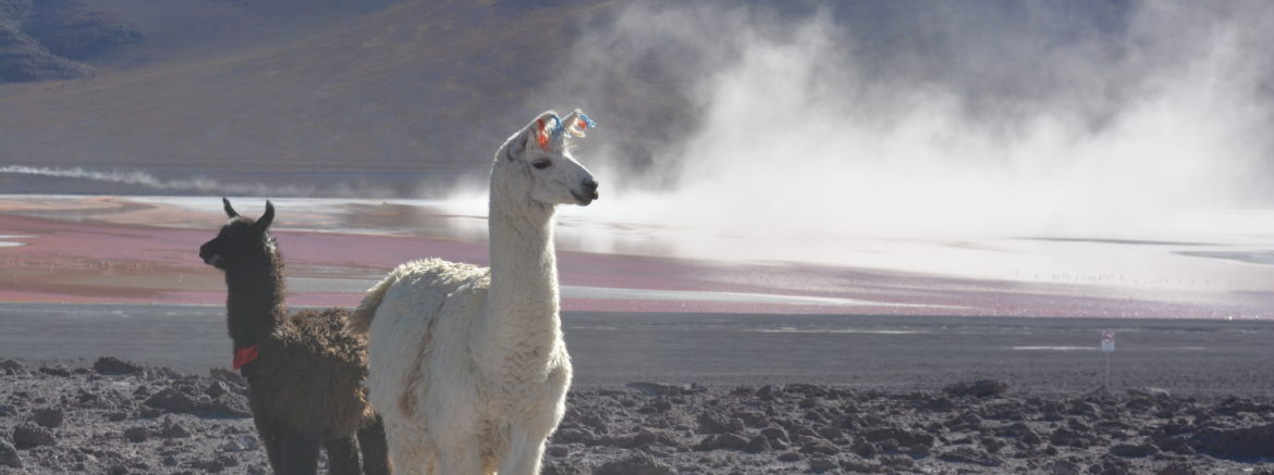 Laguna Colorada, Reserva de Fauna Andina Eduardo Avaroa, Bolivia