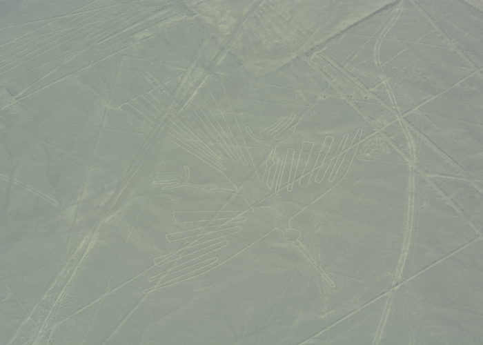 Condor, Nazca Lines, Peru