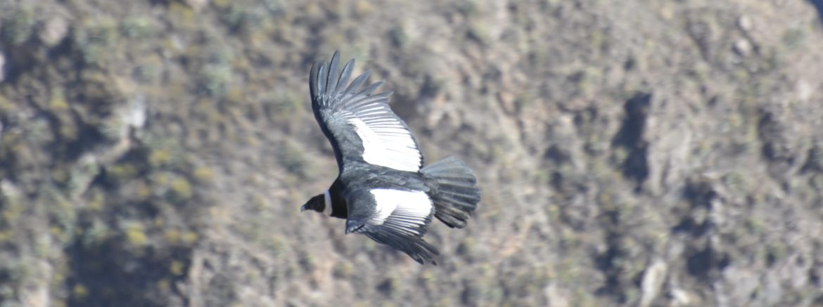 Condor, Colca Canyon, Peru