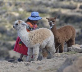 Isla del Sol, Copacabana, Bolivia