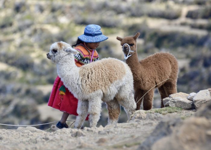 A young Aymara girl on Isla del Sol, Bolivia, holding two baby alpacas on a rope
