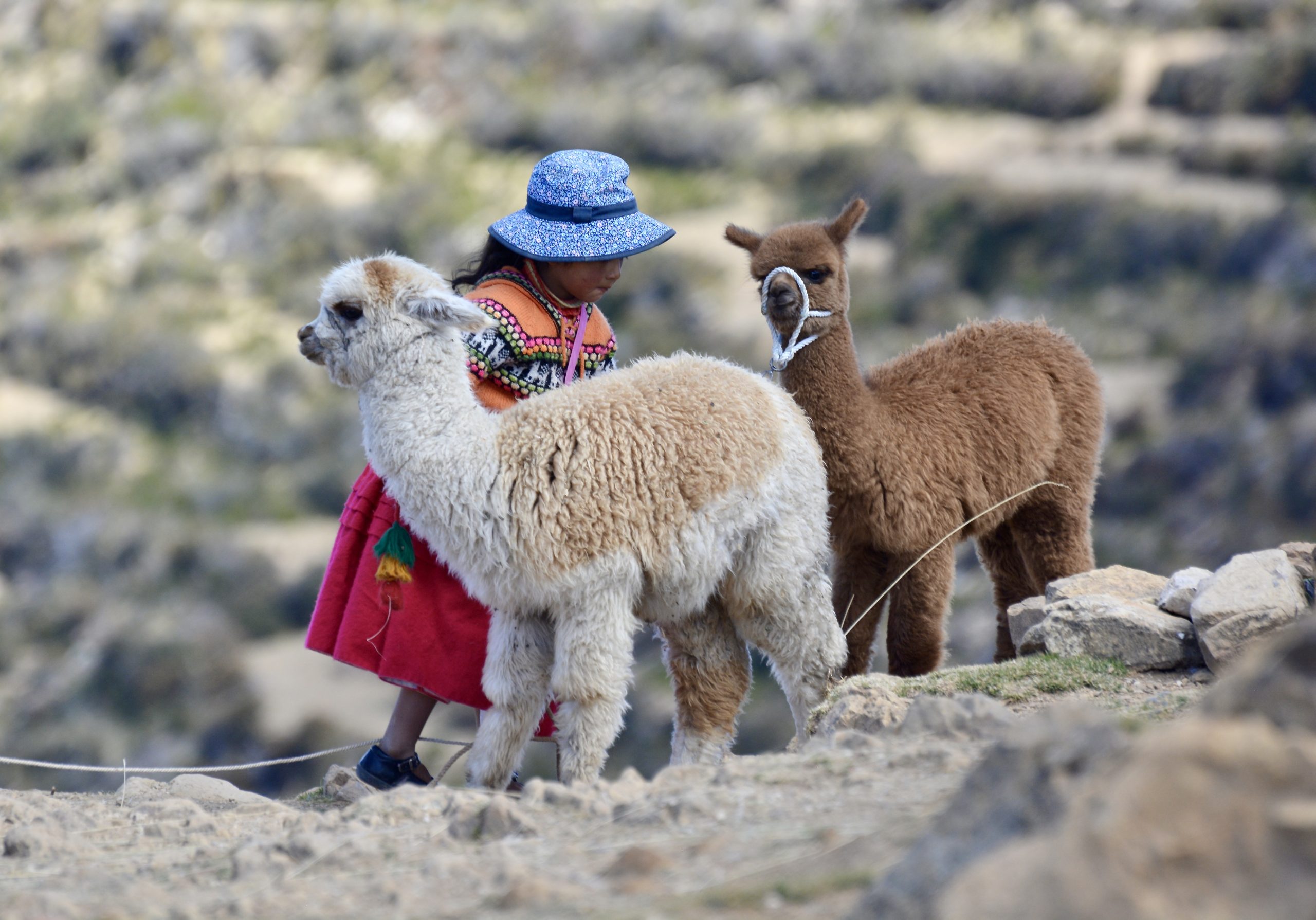 A young Aymara girl on Isla del Sol, Bolivia, holding two baby alpacas on a rope