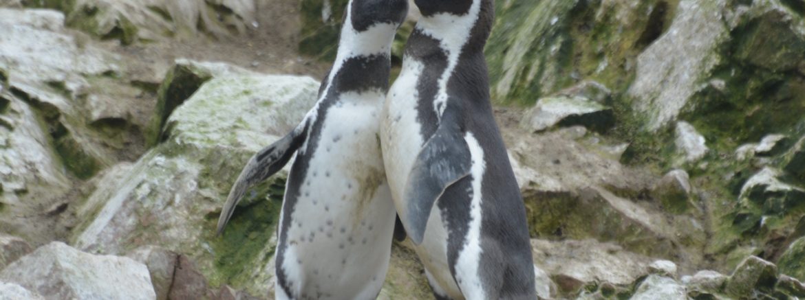 Humbolt Penguins, Islas Ballestas, Peru