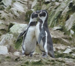 Humbolt Penguins, Islas Ballestas, Peru