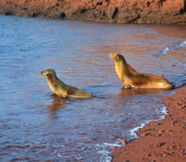 Galápagos Islands