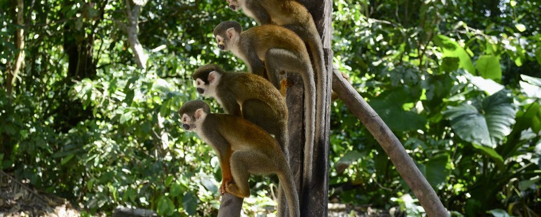 Isla de Los Micos, Leticia, Colombia