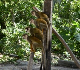 Isla de Los Micos, Leticia, Colombia
