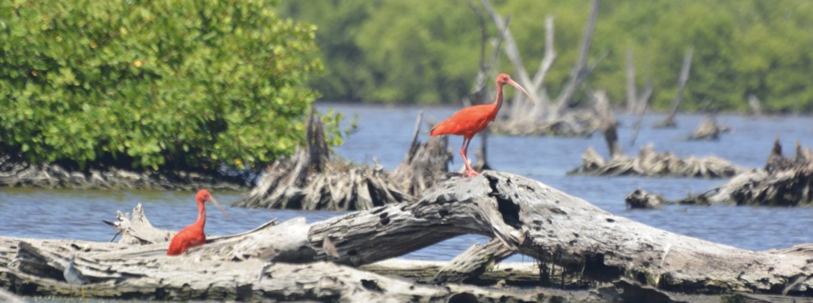 Scarlet Ibis, Bigi Pans, Suriname