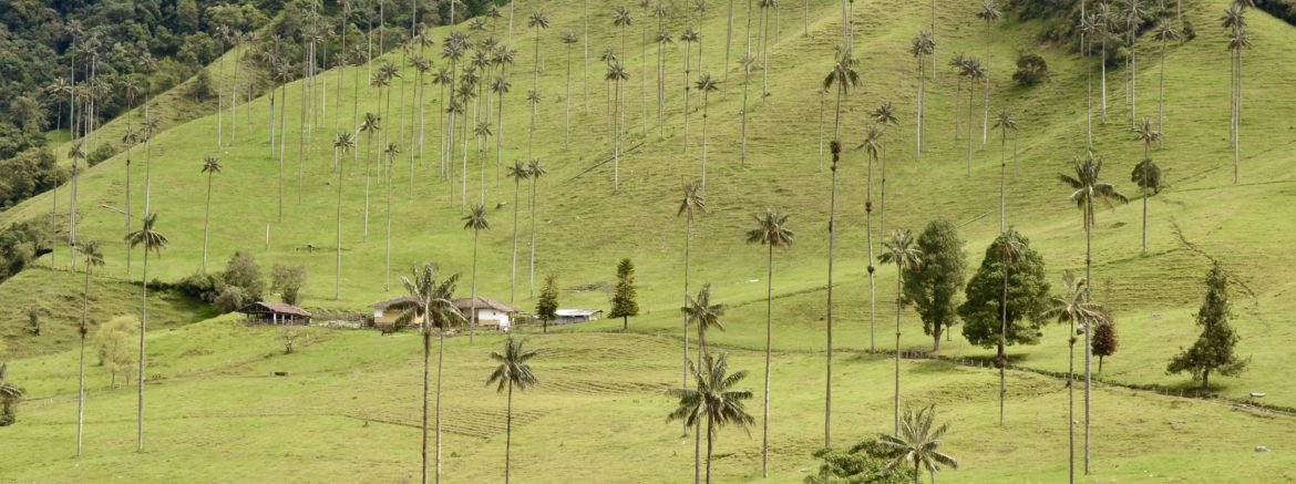 Valle de Cocora, Salento, Colombia