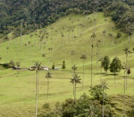 Valle de Cocora, Salento, Colombia